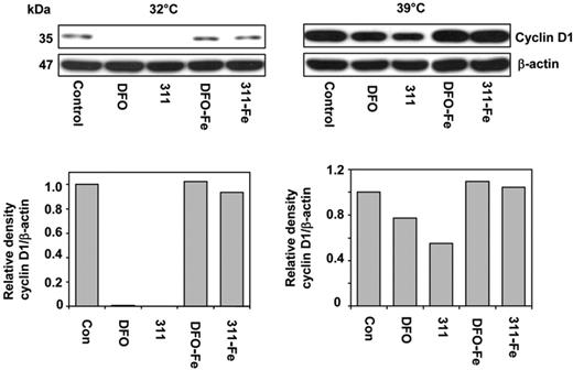 Figure 7. Iron chelators induce ubiquitin-independent degradation of CD1. A31N-ts20 cells were used because they have a temperature-sensitive E1 ubiquitin–activating enzyme which is active at 32°C, but is inactivated at 39°C, preventing ubiquitin-dependent proteasomal degradation. Cells were grown at 32°C or 39°C for 24 hours prior to the experiment. The medium was then removed and the cells were incubated for 24 hours at either temperature with control media or media containing DFO (250 μM), 311 (25 μM), or their Fe(III) complexes, namely DFO-Fe (250 μM) or 311-Fe (25 μM); Western analysis was then performed. Results shown are from a representative experiment from 3 performed.