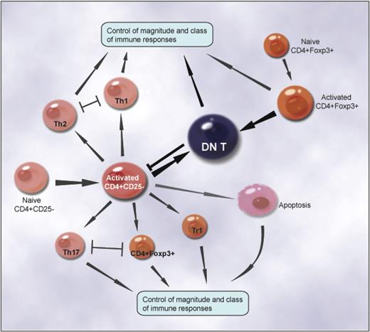 Figure 7. The intrinsic homeostatic mechanisms that occur during the initial antigen-induced activation of CD4+ T cells control the magnitude and class of immune responses, including the emergence of TH1, TH2, and TH17 effectors and CD4+CD25+Foxp3+-, Tr1-, and CD4+-converted DN regulatory cells. The dichotomy of TH1 and TH2 T-cell subsets, the reciprocal differentiation of Treg's and TH17 effectors, and AICD elucidate how the intrinsic homeostatic mechanisms control the magnitude and class of immune responses to infectious organisms and tissue inflammation. A new pathway of differentiating previously unidentified DN Treg's represents a negative feedback mechanism that regulates the magnitude of immune responses.