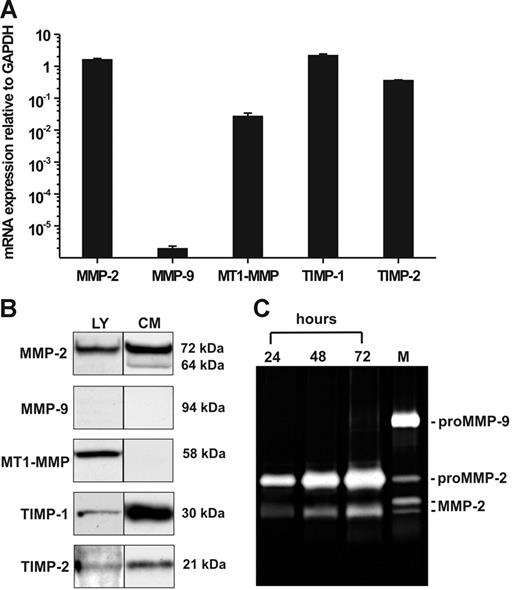 Figure 1. Constitutive expression of mRNA and protein of MMPs and TIMPs in hMSCs. (A) qRT-PCR analysis of MMP-2, MMP-9, MT1-MMP, TIMP-1, and TIMP-2 gene transcription in hMSCs cultivated in MSCG medium. The results are mean values ± SDs of mRNA expression relative to GAPDH (set as 1) from a triplicate measurement representative for 3 independent experiments with 3 different hMSC lots. (B) Western blot detection of MMP-2, MMP-9, MT1-MMP, TIMP-1, and TIMP-2 in cell lysates (LY) and conditioned medium (CM) of hMSCs cultivated for 72 hours under serum-free conditions. Aliquots (30 μL) standardized by protein content were separated by SDS-PAGE under reducing conditions, blotted, and probed with the specific antibodies. (C) Zymographic analysis of gelatinase secretion from hMSCs. Aliquots of culture supernatants (10 μL) taken at different time points during a 72-hour cultivation period of hMSCs in serum-free medium were analyzed. HT1080 conditioned medium containing proMMP-9, proMMP-2, and active forms of MMP-2 was used as a marker (M).37