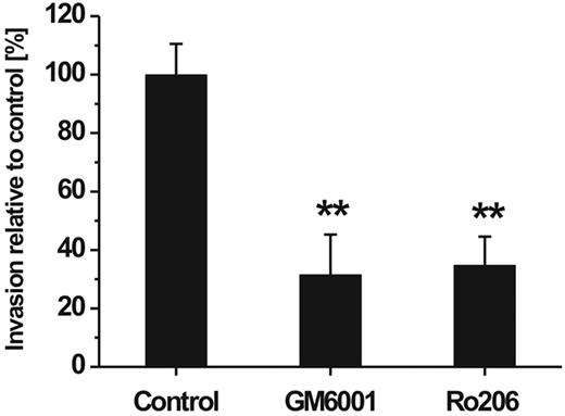 Figure 2. Influence of MMP inhibitors on hMSC invasion through a barrier of reconstituted human basement membrane. hMSCs were placed onto Transwell filters coated with human ECM and incubated for 48 hours in the absence (control) or presence of the broad-spectrum MMP inhibitor GM6001 (10 μg/mL) or Ro 206-0222 (10 μg/mL), a highly specific inhibitor of MMP-2, MMP-9, and MT1-MMP.41 Cell invasion rate was determined in the percentage relative to control (set as 100%). Data are presented as mean ± SD of 1 triplicate experiment representative of 3 independent experiments. **P < .01.