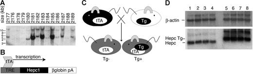 Figure 1. Generation of liver-specific, tetracycline-regulated Hepc1 transgenic mice. (A) Southern blot analysis identified 4 TRE.Hepc1 founders (no. 2180, 2181, 2183, 2185) among 14 mice. (B) Because expression of the TRE.Hepc1 transgene requires binding of the tTA to the TRE, the TRE.Hepc1 transgene was only expressed in the presence of tTA. (C) Mice homozygous for the hepatocyte-specific tTA transgene (shown in black on the left) were mated to mice hemizygous for the TRE.Hepc1 transgene (shown in white on the right; Tg denoted by a black oval). Neither of the parental strains expressed Hepc1 from the transgene. All progeny (shown in gray) from this cross carried the tTA transgene. Only mice that additionally carried the TRE.Hepc1 transgene (Tg+) could express transgenic Hepc1. (D) Northern blot analysis confirmed expression of TRE.Hepc1 transgene mRNA (Hepc Tg, lanes 5-8) and down-regulation of endogenous Hepc when compared with controls (lanes 1-4).