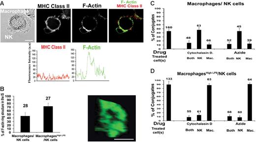 Figure 6. Accumulation of F-actin at the NK cell–macrophage IS. (A) NK cells and autologous macrophages were coincubated, fixed, and then stained with anti–MHC class II mAb (red) and with Alexa Fluor 488–conjugated phalloidin (green) to mark the location of F-actin. Analysis of the fluorescence intensity around the cell membrane demonstrates a 3-fold increase in the amount of F-actin, but not MHC class II protein, at the synapse. (B) The organization of F-actin at the IS was often ring-shaped as shown. Bar chart shows the frequency of a clearly ring-shaped distribution of F-actin at the IS between NK cells and unstimulated macrophages or macrophageshigh LPS. (C) The percent of NK cell–macrophage conjugates where F-actin clearly accumulated at the IS was scored and then compared when each cell type was pretreated with cytochalasin D or sodium azide. (D) The percent of NK cell–macrophageshigh LPS conjugates where F-actin clearly accumulated at the IS was scored and then compared when each cell type was pretreated with cytochalasin D or sodium azide. The means ± SD from 3 independent experiments are shown with the total number of cells indicated above each bar. Scale bars, 10 μm.