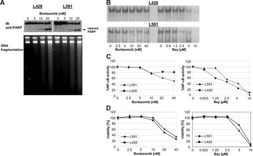 Figure 1. Bortezomib exerts cytotoxicity in HL B-cell lines. HL B-cell lines L591 and L428 were treated with increasing amount of bortezomib. (A) After 48 hours PARP was detected in nuclear extracts by mouse anti-PARP antibody. DNA of approximately 5 × 105 cells was loaded with 10% Ficoll onto a 1.8% agarose gel and visualized with ethidium bromide under UV light. (B) After 24 hours nuclear extracts were prepared and analyzed for NF-κB binding activity. (C) NF-κB binding activity was determined using a phosphoimager (molecular imager; Bio-Rad, Hercules, CA). Signal intensities were quantified and are presented as percentage of the mean levels in untreated cells. The experimental values represent mean ± SD values from 3 individual experiments performed. (D) Viability was determined by XTT assay after 48 hours and expressed as mean ± SD values from 3 individual experiments performed in triplicate.