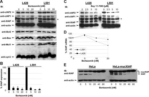 Figure 3. Bortezomib reduces XIAP expression. (A) HL B-cell lines were treated for 48 hours with increasing concentrations of bortezomib. cIAP2, cIAP1, XIAP, actin, Bcl2, Bax, Mcl1, and cytochrome c were detected in total cell extracts by Western blotting using specific antibodies. (B) Quantitative analysis of Western blot of XIAP expression. Graphs of mean band intensity of XIAP from Western blot images were acquired on an Alpha Innotech documentation station (Biozym; Hess, Oldendorf, Germany). All values were normalized to the actin expression levels and are presented as percentage of the mean levels in untreated cells (100%). The SD was calculated from up to 3 individual experiments. (C) HL B-cell lines were treated for 48 hours with increasing concentrations of Bay. cIAP2, cIAP1, XIAP, and actin were detected in total cell extracts by specific antibodies. (D) Quantitative analysis of XIAP mRNA. Total mRNA of HL B-cell lines was prepared and analyzed by Northern blotting using XIAP and β-actin probes. The quantification of XIAP mRNA was performed using a phosphoimager (molecular imager; Bio-Rad) by measurement of signal intensities normalized for β-actin mRNA content and is presented as percentage of the mean levels in untreated cells (100%). The data show 1 representative of 3 independent experiments. (E) HeLa and HeLa-myc-XIAP cell lines were treated for 48 hours with increasing concentrations of bortezomib. XIAP, myc-XIAP, and actin were detected in total cell extracts by Western blotting using specific antibodies.