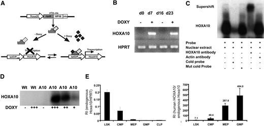 Figure 1. Generation of mice with regulated expression of HOXA10. (A) The rtTA is a fusion protein, composed of the rtetR repressor protein fused to the VP16 activation domain and the nls, driven by the Rosa26 locus. In the absence of doxycycline, rtTA will not recognize the tetO sequence and no expression of HOXA10 will occur. Addition of doxycycline results in binding of the rtTA to the tetO sequence and transcriptional activation of HOXA10. The inducible expression system is reversible and withdrawal of doxycycline terminates the expression. (B) HOXA10 expression was measured in cultured inducible whole bone marrow cells at indicated time points by RT-PCR. Doxycycline was added and removed from the medium (off-on-off-on). (C) Functional HOXA10 protein was detected in protein extracts from inducible whole bone marrow cells cultured with doxycycline for 5 days by EMSA. (D) Inducible bone marrow cells were cultured for 5 days in different doses of doxycycline, and the level of functional protein expression was detected by EMSA. (E) Endogenous hoxa10 expression was measured by Q-RT-PCR in different hierarchical compartments of the hematopoietic system using sorted WT bone marrow cells, and relative intensity (RI) was calculated by comparing results using the formula 2−(CtHOXA10 − CtHPRT). (F) RI of endogenous murine hoxa10 expression and induced human HOXA10 expression was measured in sorted bone marrow cells 7 days after in vivo induction. Bars show relative HOXA10 expression in induced cells compared with endogenous hoxa10 (2−(CtInducedHOXA10 − CtEndougenushoxa10)). Data represent mean ± SEM.
