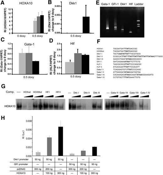 Figure 4. HOXA10 binds with high affinity to Hlf, Dkk1, and Gata-1. Lin− rtTA-HA10 bone marrow cells were cultured in 0 or 0.5 μg/mL doxycycline and the expression of (A) HOXA10, (B) Dkk1, (C) Gata-1, and (D) Hlf was quantified by Q-RT-PCR 2 hours, 6 hours, and 16 hours after induction and compared with the value of 0 μg/mL doxycycline sample at each time point; n = 3; *P < .05. (E) Shown are the products of the amplified 5′ cDNA ends from Lin− bone marrow cells for each gene that was sequenced. (F) Using the sequences from panel E, we identified possible binding sites for HOXA10 in the promoter region of Dkk1, Gfi-1, Hlf, and in the intron-1 of Gata-1. (G) EMSA showing the sequences from panel F as competitors to binding of HOXA10 in nuclear extracts from induced transgenic lineage-negative cells to a known HOXA10 probe in 100- and 300-fold excess of unlabeled duplex oligo-nucleotide. (H) Luciferase assay in HeLA cells transfected with 100 or 300 ng HOXA10 expression plasmid reveal induction of luciferase when driven by promoter regions for Dkk1 and Gfi-1. Increasing concentrations of HOXA10 expression results in increasing luciferase activity. The luciferase values were normalized to Renilla, used as an internal transfection control to assess relative intensity (RI) (n = 6). Data represent mean ± SD.