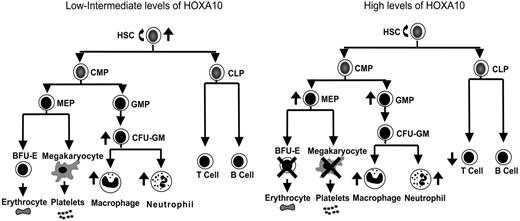 Figure 5. HOXA10 determines the fate of hematopoietic stem and progenitor cells in a concentration-dependent manner. This model explains how distinct hematopoietic cell fates are regulated by HOXA10. Intermediate levels of HOXA10 stimulate proliferation of repopulating HSCs and lead to a 15-fold increase in their repopulation capacity, whereas high concentrations of HOXA10 maintain or have a slight reduction in repopulation ability without affecting viability of HSCs. Low/intermediate concentration of HOXA10 increases the output of CFU-GM progenitors, macrophages, and neutrophils, whereas high concentrations lead to accumulation of GMPs. High concentrations of HOXA10 lead to a block in erythroid and megakaryocytic development and accumulation of MEPs. Similarly, high concentrations of HOXA10 lead to a reduction in T-cell development in vivo without affecting B-cell development. The ↑ indicates increase; ↓, decrease; ×, block.
