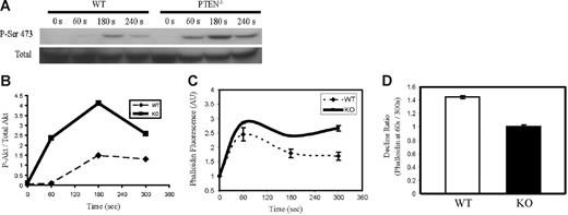 Figure 1. Akt phosphorylation and actin polymerization in PTEN−/− neutrophils. (A-B) Suspensions of wild-type and PTEN−/− neutrophils (0.8 × 106 cells) were stimulated with 1 μM fMLP and lysed at 0, 60, 180, and 300 seconds. Protein lysates from 0.16 × 106 cells were resolved on SDS–polyacrylamide gel electrophoresis (PAGE). Phosphorylated and total Akt were detected by Western blotting analysis using anti–Phospho-Akt (Ser473) (1:5000) and anti-Akt (1:1000) antibodies (Cell Signaling, Beverly, MA), respectively. (A) Results of the Western blots. (B) Results of densitometry. Akt phosphorylation expressed as ratio of phospho-Akt and total Akt. (C-D) Wild-type and PTEN−/− neutrophils (0.5 × 106 cells) were stimulated in suspension with 1 μM fMLP for 0, 60, 180, and 300 seconds; fixed; and stained with 0.13 μg/mL fluorescien phalloidin. Stained neutrophils were then analyzed by fluorescence-activated cell sorting (FACS). (C) Kinetics of F-actin polymerization. Phalloidin staining was represented as mean fluorescence at specified time normalized to mean fluorescence of unstimulated cells. The original FACS data were presented in Figure S3. (D) Decline in F-actin level was represented as the ratio of phalloidin fluorescence at 60 seconds (maximum) to fluorescence at 300 seconds. Data in panels C and D are represented as mean ± SD.