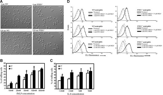 Figure 2. Increased chemoattractant-induced ruffling in PTEN−/− neutrophils. Neutrophils (2 × 105) purified from WT or PTEN−/− mice were plated on Labtek chamber slides and uniformly stimulated with fMLP or IL-8. (A) WT (left) and PTEN−/− (right) neutrophils before (top) and 2 minutes after stimulation (bottom) with 100 nM fMLP. Scale bar, 25 μm. (B-C) Sensitivity analysis for chemoattractant-induced neutrophil ruffling. Neutrophils were uniformly stimulated with the indicated concentration of fMLP (B) or IL-8 (C), and the percentage of cells that ruffled or extended pseudopods was calculated from images captured 4 to 8 minutes after stimulus was added. Data are mean ± SD collected from (n = 3) separate preparations of neutrophils. *P < .05 versus wild-type neutrophils. Two videos of this experiment are included (Movie S1 and S2). (D-E) fMLP receptor levels in WT and PTEN−/− neutrophils. Bone marrow–derived wild-type and PTEN−/− neutrophils (0.5 × 106) in HBSS/1%BSA/0.02% sodium azide were incubated with 3 nM, 6 nM, or 12 nM FITC-fMLP for 1 hour on ice, in the presence or absence of 10 μM unlabeled fMLP. Cells were then washed once and immediately analyzed by flow cytometry. Neutrophils were gated by using their characteristic forward/side scatter. (D) FACS analysis histograms of wild-type (left) and PTEN−/− neutrophils (right).