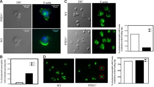 Figure 3. Formation of multiple pseudopodia in PTEN−/− neutrophils. WT and PTEN−/− neutrophils (4 × 105) were plated on glass-bottomed dishes and stimulated with 100 nM fMLP for 5 minutes. Cells were then fixed with 4% formaldehyde, permeabilized with 0.2% Triton-X 100, and stained with fluorescein phalloidin (for F-actin) and Hoechst dye (nuclear stain). (A) Representative DIC/Nomarski and phalloidin (green)/Hoechst (blue) stained images of PTEN−/− neutrophils showing multiple pseudopodia (top). Images were captured using a 96×/1.42 NA oil objective (Olympus). Most WT neutrophils show a single pseudopod (bottom). White arrows indicate pseudopods. (B) Percentage of polarized PTEN−/− and WT neutrophils showing multiple pseudopodia 5 minutes after stimulation with 100 nM fMLP; 50 cells were evaluated for each case. (C-D) F-actin localization in adhered versus suspended PTEN−/− and WT neutrophils. (C) WT and PTEN−/− neutrophils were plated on fibronectin precoated dishes, stimulated with 100 nM fMLP for 5 minutes, fixed with 4% formaldehyde, permeabilized with 0.2% Triton-X-100, and stained with 0.13 mg/mL phalloidin. Images were captured using a 60×/1.42 oil objective (Olympus). WT neutrophils (top, left) show distinct F-actin folds at their leading edges, whereas PTEN−/− neutrophils (bottom, left) are more spread out and do not have as intense F-actin localization at their leading edges. Polarized WT and PTEN−/− neutrophils (n = 51) were scored for clear F-actin localization at the leading edge (with no staining at cell tail or body) and represented in bar graph (right). (D) When neutrophils were stimulated in suspension, the difference in F-actin localization at the leading edge was not apparent. Both WT and PTEN−/− neutrophils intensely localized phalloidin at their leading edges. PTEN−/− neutrophils with multiple pseudopodia are shown in red boxes. Polarized WT and PTEN−/− neutrophils (n = 43) were scored for F-actin localization at their leading edges (with no staining at cell tail or body) and represented in bar graph (right). Images were captured using a 40×/1.35 NA oil objective (Olympus).