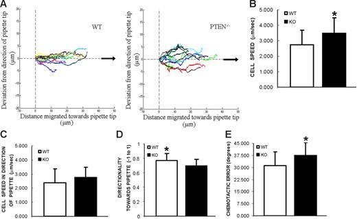 Figure 6. Directional sensing in PTEN−/− neutrophils. Chemotaxis in response to a point source of chemoattractant. Neutrophils from WT or PTEN−/− mice were plated on coverslips and exposed to a micropipette filled with 10 μM fMLP. Trajectories of migrating cells were tracked from frames taken every 20 seconds. Two videos of the experiment described in this figure are included (Movies S4 and S5). (A) Cell tracks are plotted in reference to each cell's starting point and aligned with respect to the direction of the pipette tip (black arrow, positive x-axis). (B) Average cell speed is calculated from the trajectories of migrating cells. *P < .05 versus wild-type neutrophils. (C) Average cell speed in the direction of the pipette tip (± μm/minutes). (D) Average directionality toward pipette tip (−1 to 1). *P < .05 versus PTEN−/− neutrophils. (E) Chemotactic error, calculated as the average angle the cell deviates from the direction of the micropipette tip (degrees). *P < .05 versus wild-type neutrophils. A detailed explanation of all these parameters can be found in Figure S4. Results are mean ± SD of 10 to 13 cells from 3 different movie sequences.