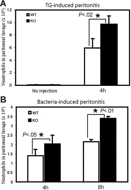 Figure 7. Enhanced neutrophil recruitment to sites of inflammation in PTEN−/− mice. WT and PTEN−/− mice were (A) left unchallenged (left), intraperitoneally injected with 1 mL 3% thioglycollate in distilled water (right) or (B) intraperitoneally injected with 200 μL of 6 × 107 E coli in 0.9% saline. At the indicated times mice were killed, and peritoneal lavage fluid was collected. Total neutrophil content in the lavage fluid was then calculated by microscopic examination of Wright-Giemsa–stained cytospins. Data shown at each time point are mean ± SD of 3 mice.