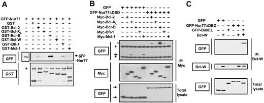 Figure 1. Nur77 binds selectively to Bcl-2, Bfl-1, and Bcl-B. (A) GST fusion proteins representing Bcl-2 members (2 μg) were incubated overnight at 4°C with lysates from HEK 293T cells transfected with plasmid encoding GFP-Nur77. GST proteins were recovered on glutathione-Sepharose, and associated proteins were analyzed by SDS-PAGE immunoblot using rabbit anti-GFP (top blot) and anti-GST (bottom blot) antibodies. (B) 293T cells were cotransfected with plasmids encoding either GFP or GFP-Nur77ΔDBD (a mutant of Nur77 lacking the DNA binding domain that allows Nur77 to enter the cytoplasm without requiring additional stimulation) in combination with plasmids encoding Myc-tagged versions of various Bcl-2 family members. After 24 hours, immunoprecipitation (IP) was performed using anti-Myc antibody, and immune-complexes were analyzed by immunobloting using anti-GFP (top blot) or anti-Myc (middle blot) antibodies. Cell lysates (50 μg) were analyzed directly (bottom blot). (C) For Bcl-W, we performed immunoprecipitation using anti–Bcl-W antibody, and immune-complexes were analyzed by immunobloting using anti-GFP (top blot) and anti–Bcl-W (middle blot) antibodies. BimEL serves as a positive control. Lysates (50 μg) were also analyzed directly in gels to confirm protein production (“total lysate”) (bottom). Asterisks indicate nonspecific bands.