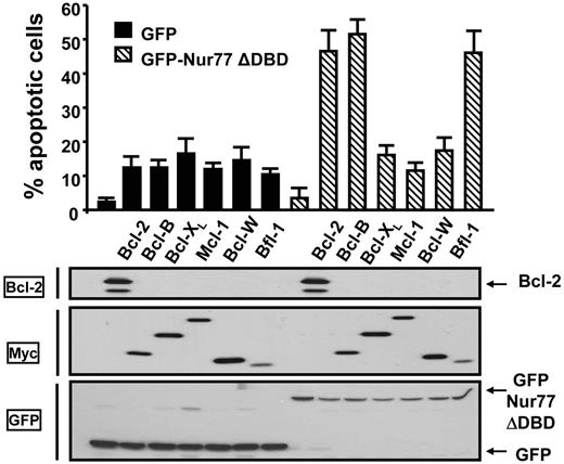 Figure 2. Nur77 collaborates with Bcl-2, Bfl-1, and Bcl-B to induce apoptosis. HeLa cells in 12-well plates were cotransfected with 0.3 μg plasmids encoding either GFP or GFP-Nur77ΔDBD in combination with 1 μg plasmids encoding the 6 antiapoptotic Bcl-2 family members. After 1 day, cells were washed with PBS, fixed with 3.7% formaldehyde, and stained with DAPI to visualize nuclei by UV microscopy. The percentages of apoptotic cells were determined by counting 200 GFP-positive cells, scoring cells having nuclear fragmentation and/or chromatin condensation. Data are reported as mean ± SE (n = 3). For assessing protein expression (3 lower panels), lysates were prepared from transfected cells, normalized for total protein content, and analyzed by SDS-PAGE/immunoblotting using Bcl-2, Myc, and GFP antibodies.