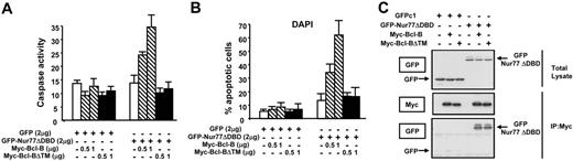 Figure 3. Membrane targeting is required for Bcl-B–induced apoptosis with Nur77. (A) HEK293T cells were transfected with 2 μg of either pEGFP-C1 or pEGFP-Nur77ΔDBD together with 0.5 to 1 μg plasmid DNA encoding a tagged Bcl-B or Bcl-BΔTM. After 24 hours, cells were lysed and caspase activity was assessed using DEVD-AFC substrate (mean ± SD; n = 3). (B) HEK293T cells were transfected as described for panel A. After 48 hours, fixed cells were stained with DAPI to visualize nuclei by UV microscopy. The percentages of apoptotic cells were determined by counting 200 GFP-positive cells (mean ± SE; n = 3). (C) HEK293T cells were transfected with pEGFP-C1 or pEGFP-Nur77ΔDBD in combination with Myc–Bcl-B or Myc–Bcl-BΔTM in the presence of 50 μM z-VAD-fmk. Cell lysates were prepared, and immunoprecipitation was performed with monoclonal anti-Myc monoclonal antibody. The immunoprecipitates or the lysates were immunoblotted with anti-GFP or anti-Myc antibodies.