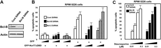 Figure 5. Endogenous Bcl-B mediates Nur77-induced apoptosis in myeloma cells. (A) RPMI 8226 myeloma cells were electroporated with either control or Bcl-B siRNA. After 72 hours, cells were harvested and lysates (100 μg) were analyzed by SDS-PAGE/immunoblotting using Bcl-B (top blot) and actin (bottom blot) antibodies. (B) RPMI 8226 cells were electroporated with either control, Bcl-B, or Bcl-2 siRNA. Then, 72 hours later, cells were transfected with plasmids (0.1 to 1 μg) encoding GFP or GFP-Nur77ΔDBD proteins. After 18 hours, fixed cells were stained with DAPI to visualize nuclei by UV microscopy and determine percentages of apoptotic cells by counting 200 GFP-positive cells (mean ± SE; n = 3). (C) RPMI 8226 cells were electroporated with either control or Bcl-B siRNA. Cells were treated 72 hours later with staurosporine (0.01 to 0.3 μM) for 18 hours. Apoptosis was determined as in panel B.