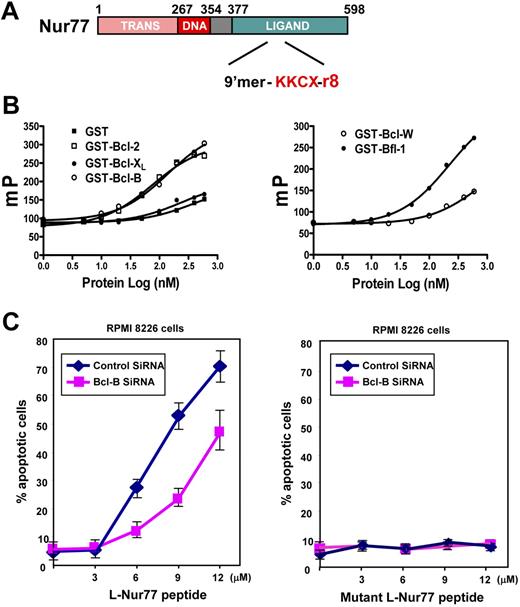 Figure 6. Nur77-mimicking peptide induces Bcl-B–dependent apoptosis of myeloma cells. (A) Schematic representation of Nur77 protein and the corresponding Nur77 9′mer peptide. “GX” corresponds to the linker, and “r8” corresponds to 8 arginines that endow the peptide with cell penetration activity. (B) A serial concentration of GST or GST–Bcl-2, GST–Bcl-XL, or GST–Bcl-B (left panel) or GST–Bcl-W, GST–Bfl-1, (right panel) or GST–Mcl-1 was incubated with 20 nM FITC–Nur77 peptides in PBS buffer. Fluorescence polarization was measured after 10 minutes. (C) RPMI 8226 cells were electroporated with either control or Bcl-B siRNA. After 72 hours, cells were treated for 18 hours with either Nur77 peptide or corresponding inactive mutant (3 to 12 μM). Then, cells were washed with PBS, fixed with 3.7% formaldehyde, and stained with DAPI to visualize nuclei by UV microscopy. The percentages of apoptotic cells were determined by counting 200 GFP-positive cells (mean ± SE; n = 3).