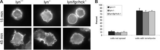 Figure 2. SCF-induced cell spreading of BMMCs on fibronectin is independent of Lyn/Fgr/Hck kinases. (A) BMMCs from lyn+/+, lyn−/−, lyn/fgr/hck−/− mice were plated on fibronectin-coated coverslips in the presence of SCF (20 ng/mL) for 15 or 45 minutes. Cells were fixed, permeabilized, and stained with TRITC-phalloidin. Representative fluorescence microscopy images are shown. (B) Cell spreading and lamellipodia formation of SCF-treated BMMCs (20 ng/mL for 45 minutes; mean ± SD; n = 100) plated on fibronectin-coated wells were analyzed by light microscopy.