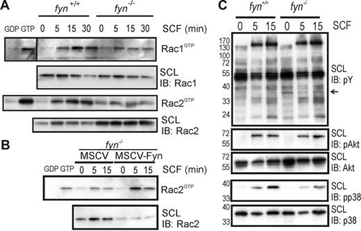 Figure 3. SCF-induced activation of Rac1 and Rac2 GTPases and p38 MAPK are coordinated through Fyn kinase. (A) fyn+/+ and fyn−/− BMMCs were activated with SCF (50 ng/mL) for 0, 5, 15, or 30 minutes. CRIB pull-down assays were used to detect activated Rac GTPases (RacGTP), as described in “Materials and methods.” SCLs and pull-down samples were immunoblotted (IB) with anti-Rac1 and anti-Rac2 antibodies. In all experiments, 10% of input was used for loading of GTPases with excess GDP or GTPγS to serve as controls. (B) fyn−/− BMMCs transduced with MSCV or MSCV-Fyn were analyzed as described. (C) fyn+/+ and fyn−/− BMMCs were plated on fibronectin-coated wells and treated with SCF (50 ng/mL) for 0, 5, or 15 minutes. SCLs were prepared and IB with: antiphosphotyrosine (pY), antiphospho-Akt (pAkt), anti-Akt, antiphospho-p38 (pp38), or anti-p38. Arrow at right indicates a phosphoprotein that appears to be elevated in fyn−/− BMMCs.