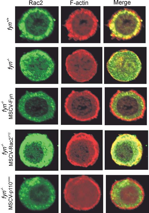 Figure 4. Involvement of Fyn, PI3K, and Rac2 in F-actin remodeling in response to SCF-induced integrin engagement. fyn+/+, fyn−/−, and fyn−/− transduced with either MSCV-Fyn, MSCV-Rac2V12, or MSCV-p110CAAX BMMCs were plated on glass coverslips, previously coated with fibronectin. Cells were then activated with SCF for 1 minute at 37°C, prior to fixation and Rac2 and F-actin staining, as described in “Materials and methods.” Images were acquired by confocal microscopy, and representative images are shown.