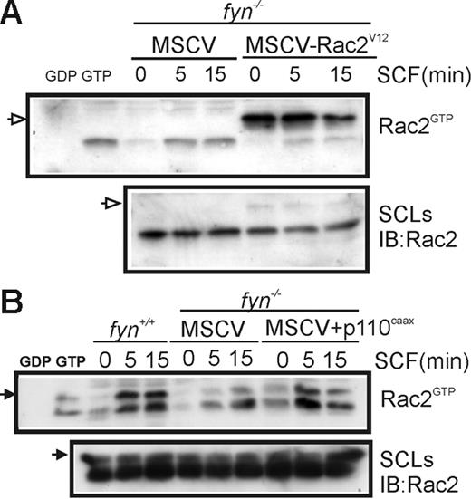 Figure 5. Effects of constitutively active PI3K and Rac2 on SCF-induced Rac activation. (A) fyn−/−MSCV and fyn−/−MSCV-Rac2V12 BMMCs were activated with SCF for 0 or 5 minutes. CRIB pull-down assays were carried out to detect Rac2GTP (endogenous and Myc-tagged) and total Rac2 in SCLs. Position of Myc-Rac2V12 is indicated by an open arrow on the left. (B) fyn+/+ and fyn−/− transduced with either MSCV or MSCV-p110CAAX BMMCs were subjected to CRIB pull-down assays as described. Position of Rac2 is indicated on the left with an arrow.
