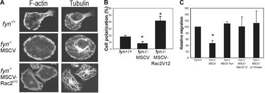 Figure 6. Constitutively active PI3K or Rac2 can compensate for Fyn kinase during SCF-induced polarization and chemotaxis of mast cells. (A) Status of F-actin and microtubule reorganization during chemotaxis of SCF-treated (20 ng/mL) BMMCs (fyn+/+ and fyn−/− transduced with either MSCV or MSCV-Rac2V12) plated on fibronectin-coated coverslips. Representative confocal images for tubulin immunostaining/TRITC-phalloidin staining are shown. (B) SCF-treated (20 ng/mL) BMMCs from fyn+/+ and fyn−/− transduced with either MSCV or MSCV-Rac2V12 were plated on fibronectin-coated tissue culture plates for 45 minutes. The percentages of polarized cells are depicted for 3 separate fields of view (n = 50; mean ± SD). Fyn-deficient cells displayed a significant decrease in polarization (P < .05) that was rescued by Rac2V12 expression (P < .01). (C) BMMCs from fyn+/+ and fyn−/− transduced with either MSCV, MSCV-Rac2V12, or MSCV-p110CAAX BMMCs were subjected to Transwell chemotaxis assays as described in “Materials and methods.” Numbers of BMMCs that had migrated to the bottom chamber were counted. Migration of BMMCs from the various genotypes was compared to numbers of fyn+/+ BMMCs that had migrated (set at 100%). Results from 3 independent experiments are shown (mean ± SD). Asterisk indicates a significant difference (P < .05) between fyn−/− and fyn+/+ and fyn−/− transduced with MSCV-Rac2V12 or MSCV-p110CAAX BMMCs.