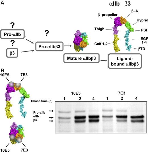 Figure 1. Progression of αIIbβ3 conformations during biogenesis. (A) The conformations of free pro-αIIb, free β3, and pro-αIIbβ3 are unknown. The conformation of mature, bent, unactivated αIIbβ3 and the proposed extended structure of activated, ligand-bound αIIbβ3 are modeled after the crystal structures of αVβ3 and the αIIbβ3 headpiece, respectively. The domains of αIIb and β3 are indicated.12,15 (B) Immunoprecipitation with αIIbβ3 complex-specific mAbs 10E5 and 7E3 following pulse-chase labeling demonstrates that both antibodies recognize the pro-αIIbβ3 complex in addition to the mature αIIbβ3 complex. The figure on the left indicates the locations of the 10E5 and 7E3 epitopes on models of the extended and bent forms of αIIbβ3. This figure has been adapted from its original published form with the permission of the journal Clinical Pharmacology & Therapeutics.