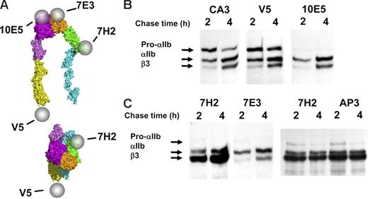 Figure 2. Excess free pro-αIIb and β3 exist in stably transfected HEK293 cells. (A) Diagram localizing the epitopes of antibodies 10E5, 7E3, anti-V5, and 7H2 on the bent and the extended and ligand-bound conformations of αIIbβ3; the epitope of antibody CA3 is on αIIb, but it has not been localized to a specific region. (B) Two anti-αIIb antibodies, CA3 and anti-V5, immunoprecipitated more pro-αIIb at both 2 hours and 4 hours than the complex-specific antibody 10E5. (C) Anti-β3 antibody 7H2 bound to β3 that was in complex with either pro-αIIb or mature αIIb and also immunoprecipitated more β3 at both 2 hours and 4 hours than the 2 complex-specific antibodies 10E5 (Figure 2B) and 7E3. All gel lanes in this figure are from the same immunoblot. Equivalent amounts of protein were loaded in each lane.
