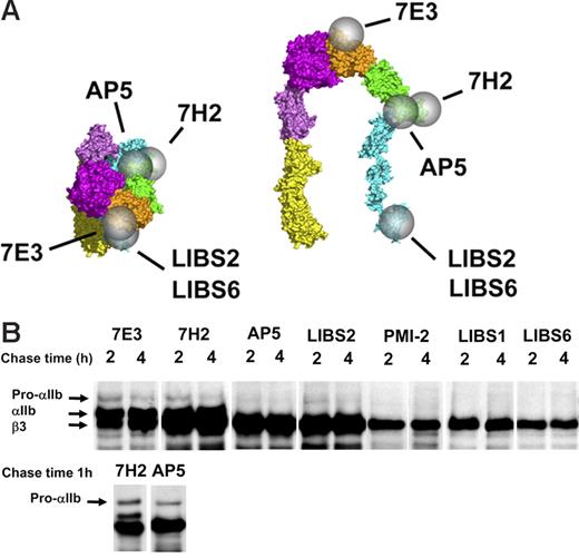 Figure 3. β3-Specific LIBS antibodies variably recognize free β3 and the pro-αIIββ3 complex but not the mature αIIbβ3 complex. (A) Epitopes of mAb 7E3, 7H2, and the β3-specific LIBS antibodies are indicated by spheres on the bent and extended structures of ligand-bound αIIbβ3. The epitopes of LIBS1 and PMI-2 are unknown. (B) Precipitation of αIIb and β3 by the mAbs at various times after initiating the chase. The mAbs LIBS2 and AP5 precipitated virtually the entire pool of free β3 (defined by the binding of the non-LIBS mAb 7H2), a portion of the pro-αIIb in complex with β3 but no mature αIIbβ3. The mAbs PMI-2, LIBS1, and LIBS6 precipitated subpopulations of uncomplexed β3 but no complexed β3. Data shown are from one of more than 5 experiments. The top row of blots is from a single experiment and is overexposed to show the fainter pro-αIIb bands. The bottom row is from a separate experiment and earlier time point to show the absence of mature αIIb in the AP5 precipitate. Equivalent amounts of protein were loaded in each lane.