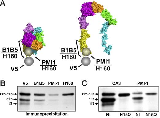 Figure 4. αIIb-Specific LIBS mAbs recognize only small amounts of free pro-αIIb. (A) Epitopes of the mAb anti-V5 and the αIIb-specific LIBS mAbs are indicated by spheres or bars on the bent, unactivated, and the proposed extended structure of ligand-bound αIIbβ3. (B) αIIb-Specific LIBS mAbs B1B5 and PMI-1 reacted with subpopulations of free pro-αIIb, pro-αIIbβ3, and mature αIIbβ3. Polyclonal antibody anti-αIIb (H-160), whose epitope encompasses both the B1B5 and PMI-1 epitopes, precipitated less pro-αIIb than V5. The 1.5-hour time point is depicted from 1 of more than 5 experiments. Equivalent amounts of protein were loaded in each lane. (C) PMI-1 precipitated less pro-αIIb than CA3 from cells with an αIIbN15Q mutation that eliminates the N15 glycan.