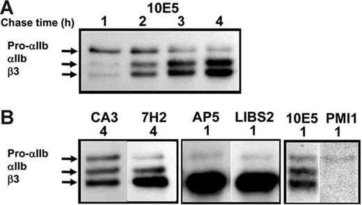 Figure 5. Kinetics of αIIbβ3 biogenesis in cells derived from umbilical cord blood (CB) cells. (A) Pulse-chase analysis of CB cells with the αIIbβ3 complex-specific mAb 10E5 showed a pattern of pro-αIIb, mature αIIb, and β3 kinetics similar to those in stably transfected HEK293 cells (compare with Figure 2). Similar to the results in stably transfected HEK293 cells, the anti-αIIb mAb CA3 and the anti-β3 mAb 7H2 revealed the presence of pools of free pro-αIIb and β3, respectively, in the CB cells at a time when αIIbβ3 production was essentially complete. (B) The anti–β3 LIBS mAbs AP5 and LIBS2 recognized pro-αIIbβ3 but not mature αIIbβ3, and the anti–αIIb LIBS mAb PMI-1 precipitated only a small subpopulation of pro-αIIb. Each box represents a separate experiment.