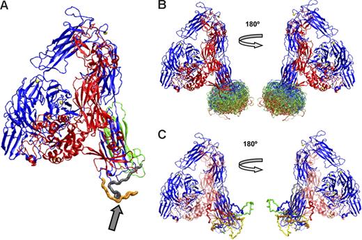 Figure 6. Computer models constructed using MODELLER or Robetta of the energetically most-favored conformations of the αIIb loop between amino acids 842 and 873. (A) αIIb with the loop (arrow) in an energetically favored conformation derived from MODELLER. The loop colors indicate an αIIb cleavage site (R859) that separates the heavy (orange) and light (gray) chains. The PMI-1 epitope is immediately proximal to the cleavage site, as is at least a portion of the anti-αIIb (H-160) epitope. The B1B5 epitope is on the light chain, indicated by the gray and green ribbons. (B) The 200 most energetically favorable conformations of the loop were derived using MODELLER. The most favorable conformations are in red, less favorable ones in green, and least favorable ones in blue. (C) Five loop conformations were derived using Robetta.