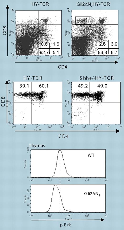 Gli2ΔN2 influences Erk activation and thymocyte selection. Top panels: Gli2ΔN2 reduces negative selection in male HY-TCR Tg mice; middle panels: enhanced maturation of CD4+ T cells in female Shh+/− HY-TCR Tg mice; bottom histograms: Gli2ΔN2 Tg thymocytes show reduced activation of the MAPK Erk. See the complete figures in the article beginning on page3757.
