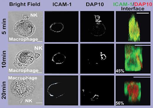 Two distinct NK-cell–activating immune synapses. See the complete figure in the article beginning on page3776.