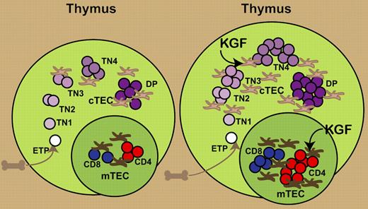 Administration of KGF produces an increase in thymic size and cellularity. KGF directly increases the numbers of cortical and medullary TECs. This results in an increased expansion of TN thymocytes and subsequent increases in CD4+CD8+ double-positive (DP) and mature single-positive CD4 and CD8 T cells.