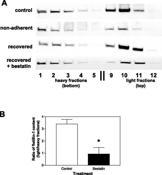 Figure 6. CD13 is necessary for the efficient restoration of membrane organization. (A) HUVECs were analyzed for distribution of the marker protein flotillin-1 under conditions that inhibit filopodia formation. Control HUVECs (control) indicate normal flotillin-1 distribution. Sonicated cell lysates containing equivalent total protein levels from trypsinized HUVECs were plated in noncoated plastic dishes and rocked in serum-containing medium (nonadherent), plated in serum-containing medium in tissue culture–coated dishes in the absence (recovered), or the presence of bestatin (recovered + bestatin; 100 μg/mL) were analyzed by sucrose gradient separation and fractions assayed for flotillin-1 by Western blot analysis. Heavy fractions (fractions 1-5) represent higher-density protein complexes, whereas light fractions (fractions 9-12) contain proteins complexed with lipids, such as lipid rafts/caveolae. Results are representative of 3 separate experiments. (B) The relative distribution of flotillin-1 in light versus heavy sucrose gradient fractions in cells “recovered” in the presence of bestatin versus control vehicle was calculated using densitometric quantification of Western blots. The overall distribution of flotillin-1 in the gradient fractions was significantly different between the 2 conditions (P < .02). Data are shown as means (± SD, n = 3).