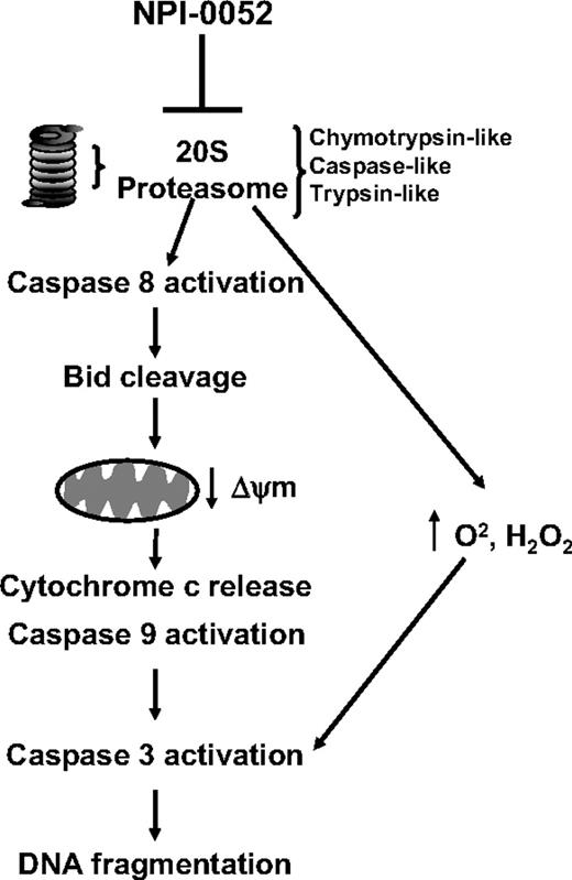 Figure 7. Schematic representation of the mechanism of action of NPI-0052. Inhibition of the chymotrypsin-like, caspase-like, and trypsin-like activities of the 20S proteasome in leukemia cells by NPI-0052 results in activation of caspase-8. This leads to Bid cleavage and drops of mitochondrial membrane potential (ΔΨm). Release of cytochrome c and activation of caspase-9, likely consequences of mitochondrial perturbations, follow. Activation of effector caspase-3 and consequent DNA fragmentation then are observed. Increased levels of intracellular superoxide and peroxide are highest after 14 hours of exposure to NPI-0052. However, caspase-8 inhibitors do not prevent this increase, suggesting that a parallel pathway contributes to cell death by NPI-0052, since the antioxidant NAC prevents the drug's cytotoxicity.