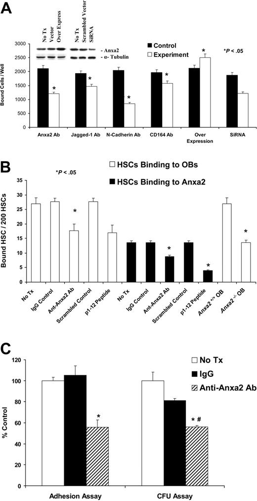 Figure 3. Anxa2 regulates the adhesion of early blood cells to human and murine OBs. (A) KG1a cells (1 × 105) were deposited directly onto SaOS-2 monolayers in the presence or absence of antibodies that blocked the function of Jagged-1, N-cadherin, CD164, or Anxa2 or isotype-matched controls or a synthetic peptide corresponding to the 12 N-terminal amino acids (p1-12 peptide) of Anxa2 or a scrambled control for 15 minutes at 4°C. Where indicated, overexpression vectors or short interfering RNA (siRNA) knock down of Anxa2 was used to alter Anxa2 expression. After removing the nonadherent cells, the number of adherent cells was quantified using a fluorescence plate reader. Data are presented as the mean ± SD percentage of adherent cells. Inserts show the results of the Western blot analysis of overexpression or siRNA knockdown of Anxa2 in MG-63 and SaOS-2 cells. (B) Two hundred murine HSCs were layered on murine wild-type or Anxa2−/− OBs in the presence or absence of an anti-Anxa2 antibody (1 μg/mL). Adhesion was quantified after washing away the nonadherent cells by direct fluorescent cell enumeration. (C) Lin−CD34+ bone marrow progenitor cells (1 × 103) were deposited directly onto primary human OBs in the presence or absence of an antibody to Anxa2 or isotype-matched controls. After removing nonadherent cells, the number of adherent cells was quantified. Approximately one third (32% ± 8% or 320 ± 80 of 1000) of the input cells established functional adhesive interactions after 15 minutes at 4°C that were not disrupted by washing. Progenitor cell assays in methylcellulose were performed on CD34+ bone marrow progenitor cells recovered following trypsinization. As the individual frequencies of colony-forming unit–granulocyte-macrophage (CFU-GM), colony-forming unit–granulocyte, erythrocyte, monocyte, megakaryocyte (CFU-GEMM), and burst-forming unit–erythroid (BFU-E) did not differ significantly among the groups, data were normalized to the value of the untreated controls and are presented as the mean ± SD total colony-forming units per well as a percentage of the value of the untreated controls (n = 5). *P < .05 versus the no-treatment control, and #P < .05 versus the IgG control. Data are presented as the percentage of adherent cells relative to the percentage of cells that adhered under the control conditions (IgG control).