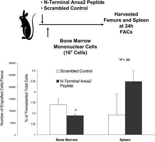 Figure 4. Anxa2 regulates stem cell homing to bone marrow. Fluorescently labeled bone marrow mononuclear cells were transplanted via intravenous injection into nonablated mice that had been inoculated with either a N-terminal Anxa2 peptide or a scrambled control at a concentration of 10 μg/kg (0.2 μg/animal). The percentage engraftment of the transplanted cells was quantified at 24 hours by FACs analysis by gating on 106 cells. *P < .05 versus the control. The data demonstrate that blocking Anxa2 results in fewer labeled cells in the marrow.