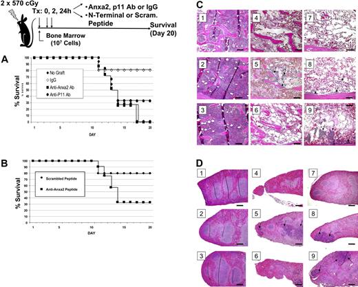 Figure 5. Anxa2 regulates homing of bone marrow progenitor cells to bone marrow. Survival was evaluated following intravascular injection of 2 × 105 bone marrow cells into irradiated mice. Control mice received a sham injection. (A) Radiated mice received intravenous injections of anti-Anxa2 antibody, p11 (the binding partner of Anxa2), or an isotype-matched antibody control at 0, 2, and 24 hours after transplantation. (B) Recipient mice were inoculated with either N-terminal Anxa2 peptide or a scrambled peptide (control) at the time of the transplantation as well as 2 hours and 24 hours later. Survival was analyzed using the Kaplan-Meier method. Data are representative data of 3 experiments. *P < .05 versus the control. Histologic examination of the bone marrow (C) and spleens (D) of experimental animals taken at day 9. (i) Representative data of normal histology of animals receiving no treatment. (ii) Animals received an N-terminal Anxa2 peptide only. (iii) Animals were treated with an anti-Anxa2 antibody only. (iv) Animals were treated with lethal irradiation (2 doses of 570 cGy). (v) Animals were treated with irradiation and a marrow transplantation (2 × 105 cells). (vi) Animals were treated with irradiation, a marrow transplantation, and an N-terminal Anxa2 peptide. (vii) Animals were treated with irradiation, a marrow transplantation, and an anti-Anxa2 antibody. (viii) Animals were treated with irradiation, a marrow transplantation, and a scrambled peptide. (ix) Animals were treated with irradiation, a marrow transplantation, and an IgG control antibody. Regeneration of hematopoietic marrow was noted in animal marrows, and spleen was noted in animals receiving transplants and control antibody and scrambled peptide (arrows) at 20 ×. Bars indicate 100 microns. Image acquisition information is in caption to Figure 2.