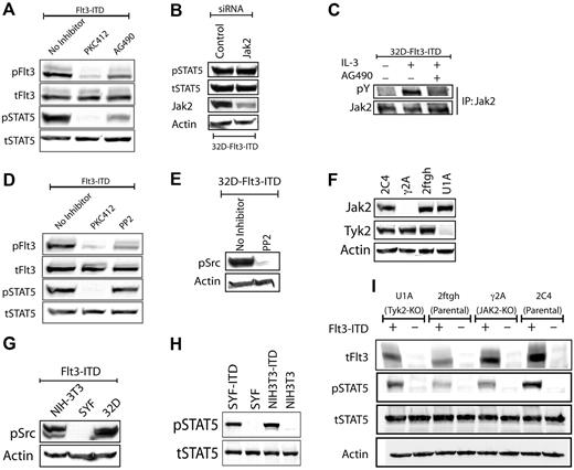 Figure 1. Flt3-ITD–induced STAT5 activation is independent of Jak or Src kinases. (A) Flt3-ITD phosphorylates STAT5 in AG490-resistant manner. The 32D Flt3-ITD cells were starved for 6 hours in the presence or absence of PKC412 (100 nM) or AG490 (50 μM). Cell lysates were immunoblotted against activation-specific phospho-Flt3 (Y591) or STAT5 (Y694) antibodies. Equal loading of proteins was confirmed by reprobing with antibodies recognizing total proteins. (B) siRNA-mediated down-regulation of Jak2 does not influence Flt3-ITD–mediated STAT5 phosphorylation. 32D Flt3-ITD cells were electroporated with a mixture of 4 siRNAs directed against Jak2, using the Amaxa nucleofection technology (Cologne, Germany). The cells were grown in the absence of IL-3 for the next 30 hours and cell lysates were analyzed for STAT5 activation as described in panel A. Effective down-regulation of Jak2 was verified by staining the membranes with anti-Jak2 antibody. (C) Jak2 phosphorylation is induced by IL-3 but not by Flt3-ITD and can be inhibited by AG490. The 32D cells expressing Flt3-ITD were starved in the absence or presence of AG490 (50 μM) for 6 hours. Subsequently, cells were left unstimulated or were stimulated with IL-3 for 10 minutes at 37°C. Cell lysates were prepared and Jak2 was immunoprecipitated using Jak2 antibodies. Phosphorylation of Jak2 was analyzed using a phosphotyrosine-specific antibody (pY100). The membrane was reprobed with an antibody that recognizes total Jak2. (D) Flt3-ITD–mediated STAT5 phosphorylation is not inhibited by PP2. The 32D Flt3-ITD cells were starved overnight in the presence or absence of PKC412 (100 nM) or PP2 (10 μM). Signaling analyses were performed as described in panel A. (E) PP2 inhibits phosphorylation of Src family kinases. Flt3-ITD–expressing 32D cells were starved overnight in the presence or absence of PP2 (10 μM). Activation of Src kinases was analyzed using a pan-phospho-Src family antibody that recognizes Src family kinases (including the hematopoietic cell type–specific Lyn and Hck kinases) when phosphorylated on the activation loop tyrosine residue analogous to tyrosine 416 (Y416) of c-Src. (F) Src family kinases (SFKs) are dispensable for Flt3-ITD–mediated STAT5 activation. SFK-deficient SYF or control NIH3T3 stably expressing Flt3-ITD were starved and analyzed for signaling activation as described in panel A. (G) No phosphorylation of SFKs is observed in SYF cells. SYF, 32D, or NIH-3T3 cells expressing Flt3-ITD were analyzed for the activation of SFKs as described in panel E. (H-I) Jak2 or Tyk2 is not involved in Flt3-ITD–mediated STAT5 activation. Jak2 (γ2A)– or Tyk2 (U1A)–deficient and control cells (2C4 and 2ftgh) stably expressing Flt3-ITD were serum starved and lysates were analyzed for activation of STAT5 as described in panel A. Deficiency for Jak2 or Tyk2 in γ2A or U1A cells, respectively, was confirmed by probing total cell lysates with Jak2 or Tyk2 antibodies.