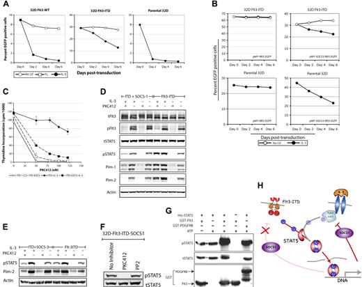 Figure 2. Flt3-ITD directly phosphorylates STAT5 in a SOCS1- and SOCS3-resistant manner. (A-B) Flt3-ITD cells are resistant to SOCS1- or SOCS3-induced growth inhibition. Parental 32D or 32D cells expressing Flt3-WT or Flt3-ITD were transduced with retroviruses encoding SOCS1 or SOCS3 and EGFP or vector control (pMY-IRES-EGFP). Thirty hours after transduction, cells were washed and cultured with or without the indicated cytokines for up to one week. The proportion of EGFP-positive cells was analyzed by flow cytometry. (C) 32D Flt3-ITD or Flt3-ITD-SOCS1 cells were starved for 12 hours. Subsequently, cells were exposed to IL-3 or left unstimulated in the presence or absence of the indicated PKC412 concentrations. Each data point represents the mean of 3H thymidine incorporation of 3 samples ± standard deviation. (D-E) SOCS1 or SOCS3 does not inhibit Flt3-ITD–mediated STAT5 activation. The 32D Flt3-ITD, Flt3-ITD-SOCS1, or Flt3-ITD-SOCS3 cells were starved overnight in the presence or absence of IL-3, supplemented with or without PKC412. On the next day, cell lysates were prepared and signaling analyses were performed as mentioned in the legend to Figure 1A. Activation of STAT5 was further confirmed in Flt3-ITD-SOCS1–expressing cells by analyzing the expression of the STAT5 target genes Pim-1 and Pim-2. (F) SFKs are dispensable for Flt3-ITD–mediated STAT5 phosphorylation in the absence of Jak activity. The 32D-Flt3-ITD-SOCS1 cells (with Jak kinase inhibition by SOCS1) were treated with PP2 to inhibit SFKs. Cell lysates were analyzed for STAT5 phosphorylation as described in the legend to Figure 1A. (G) Flt3 directly phosphorylates STAT5. In vitro kinase assays were performed using purified recombinant STAT5 alone, or together with GST-Flt3 or GST-PDGFRB kinase. The phosphorylation of STAT5 was measured with a phospho-STAT5 antibody and loading of STAT5 and Flt3 or PDGFRB was confirmed by reprobing the membrane with a STAT5 or GST antibody. (H) SOCS1 inhibits IL-3 but not Flt3-ITD–mediated STAT5 activation. Activation of STAT5 by Flt3-ITD or IL-3 leads to induction of STAT5 target genes, including SOCS proteins. Up-regulation of SOCS proteins results in inhibition of Jak kinases of STAT5 activation by IL-3. In contrast, Jak-independent STAT5 activation by Flt3-ITD is not inhibited by SOCS proteins such as SOCS1 and SOCS3.