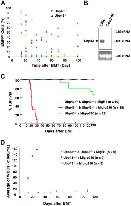 Figure 1. Significant delay of CML development with Ubp43-deficient bone marrow cells in BCR-ABL retroviral transduction/transplantation assay. (A) Percentage of BCR-ABL–expressing cells (EGFP+) in peripheral blood of mice with Mig-p210–transduced and transplanted bone marrow cells. Each color represents the result from one individual mouse. BCR/ABL was expressed in either wild-type Ubp43+/+ or Ubp43−/− bone marrow cells (triangles). (B) Ubp43 is clearly detectable in the spleen of mice that develop the CML-like disease. RNA was prepared from the spleen of a mouse that received a transplant of MigR1-transduced Ubp43+/+ bone marrow cells (control) and the spleen of a mouse with CML-like disease after transplantation with Mig-p210–infected wild-type bone marrow cells (CML). Northern blot was performed with 32P-labeled Ubp43 cDNA. Ethidium bromide–stained 28S rRNA is shown for relative RNA loading. (C) Kaplan-Meier survival curve of mice that received a transplant of Mig-p210– or MigR1-transduced Ubp43+/+, Ubp43+/−, and Ubp43−/− bone marrow cells. The result is summarized from 3 separate sets of transplantation experiments. (D) Average WBC counts of MigR1- or Mig-p210–transduced Ubp43+/+ and Ubp43−/− bone marrow cell recipients.