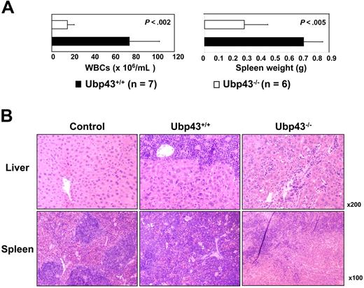 Figure 2. Pathological analysis of diseased mice. (A) The average WBC counts and spleen weight of transplant recipients at death. The error bars represent the standard deviation. (B) Histologic analysis of spleens and livers of representative control and experimental mice that received a transplant of Mig-p210–transduced Ubp43+/+ and Ubp43−/− bone marrow cells. The tissue sections were stained by hematoxylin and eosin. Images from a Leica DMLB microscope with 10×/0.25 or 20×/0.40 objectives were captured with a Spot 2 digital camera (Diagnostic Instruments, Sterling Heights, MI) running Spot V4.64 software, and were processed with Adobe Photoshop v.5.5 (Adobe Systems, San Jose, CA).