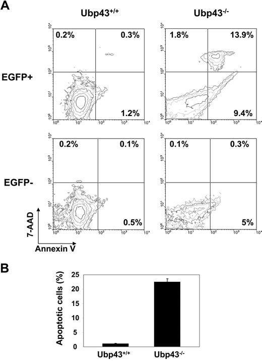 Figure 4. Increased apoptosis in Ubp43-deficient BCR-ABL+ cells in vivo. (A) Blood samples were collected from mice 3 to 4 weeks after transplantation with Mig-p210 transduced Ubp43+/+ and Ubp43−/− bone marrow cells before disease emergence. Peripheral blood cells were stained with annexin V and 7-AAD, and the percentage of apoptotic cells measured by flow cytometry. (B) The average percentages of apoptotic peripheral blood EGFP+ cells (n = 3).