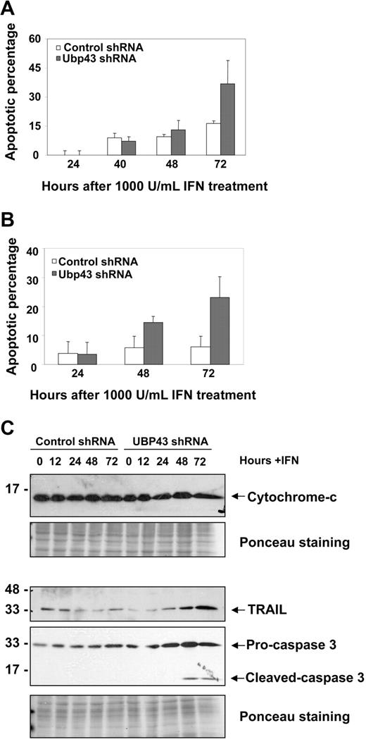 Figure 5. Increased apoptosis in Ubp43 shRNA–expressing KT-1 cells treated with IFN. KT-1 cells stably transduced with the control or Ubp43 shRNA was treated with (A) 1000 units/mL or (B) 100 units/mL hIFNα, and the percentage increase in apoptotic cells (over untreated cells) was determined by annexin V/7-AAD staining at various time points. The apoptotic percentage represents the sum of early (annexin V positive) and late (annexin V/7-AAD double positive) apoptotic percentages. The results are the mean ± SD of 3 separate experiments. A comparison of the apoptotic percentage at 72 hours in control shRNA–expressing cells to that of UBP43 shRNA–expressing cells yields P values of (A) .05 and (B) .02. (C) KT-1 cells expressing the various shRNAs were treated with 1000 units/mL hIFNα. Western blots of the lysates at various time points were probed with anti–cytochrome c, anti-TRAIL, or anti–caspase 3 antibodies. Ponceau stains of the blots are shown as protein loading controls.
