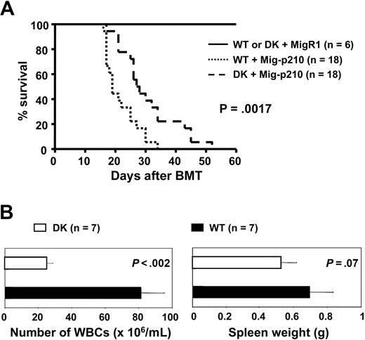 Figure 7. IFNα/β signaling plays a critical role in resistance to leukemia development in Ubp43-deficient cells. (A) Kaplan-Meier survival curve of mice that received a transplant of MigR1- or Mig-p210–transduced wild-type bone marrow cells (WT) or Ubp43 and IFNα/β receptor subunit R1 (Ifnar1) double-deficient bone marrow cells (DK). The result is summarized from 2 separate sets of transplantation experiments. (B) WBC counts and spleen weight of moribund mice.
