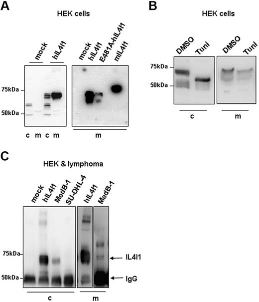 Figure 1. IL4I1 is a secreted glycosylated protein. (A) Whole-cell proteins (c) and medium (m) from HEK293 cells transfected with empty vector (mock) or with vectors expressing wild-type human IL4I1 (hIL4I1), mutant hIL4I1 (E481A-hIL4I1), or mouse IL4I1 (mIL4I1) were separated on a 7% NuPAGE and blotted onto PVDF. Blots were revealed with an anti-IL4I1 antibody (A left panel) or an anti-myc antibody (A right panel). (B) hIL4I1-HEK cells were treated with tunicamycin (Tuni) or equal volume of DMSO (DMSO) for the last 24 hours of culture and whole-cell proteins and medium analyzed as in panel A using an anti-IL4l1 antibody for revelation. (C) Cell lysates from mock-HEK, hIL4I-HEK, and the lymphoma cell lines MedB-1 and SU-DHL-4 (left panel) and culture media from hIL4I1-HEK and MedB-1 (right panel) were immunoprecipitated with an anti-IL4I1 antibody. Precipitates were analyzed by Western blot using the same antibody. Arrows show the position of IL4I1 and immunoglobulin heavy chain. Blots of media on right panel are 2 different exposures from the same blot.