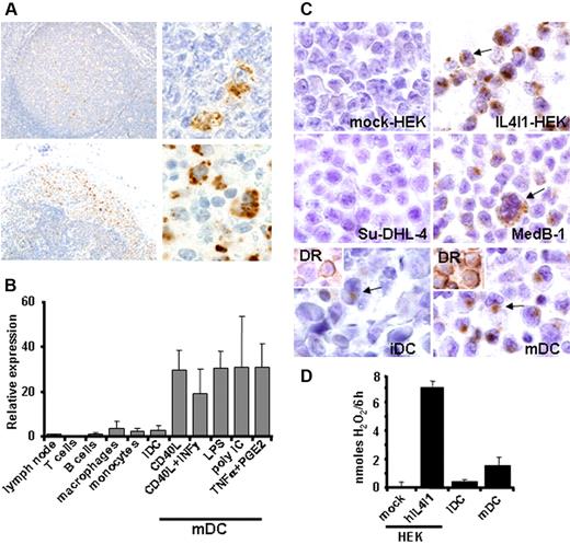 Figure 3. IL4I1 expression in secondary lymphoid tissues and antigen-presenting cells. (A) Formalin-fixed paraffin-embedded hyperplastic tonsils (top row) or inflammatory lymph node (bottom row) tissue sections were stained with anti-IL4I1 polyclonal antibody and photographed at 20 × (left) and 100 × original magnification (right). (B) Different cell populations were isolated from blood and cultured as described in “Materials and methods” prior to mRNA extraction, and hIL4I1 RNA was measured by quantitative RT-PCR. Relative expression of hIL4I1 compared with a normal lymph node is shown. Mean ± SD from 3 independent experiments is shown. (C) Immunohistochemical analysis of mock-HEK, hIL4I1-HEK, MedB-1, and SU-DHL-4 cells, immature dendritic cells (iDCs), and mature dendritic cells (mDCs) was performed on paraffin-embedded cells using an anti-IL4I1 antibody. Arrows indicate positive cells. Note that most mDCs stained positive for IL4I1, whereas only rare iDCs disclosed a weak staining (arrow). (Inset) HLA-DR staining of the DCs indicating differential maturation. (D) HEK and DC populations were cultured in a reaction mixture with or without phenylalanine and secreted activity was evaluated by H2O2 measurement on the supernatant after 6-hour incubation at 37°C in 5% CO2. Data are expressed as H2O2 production per 6 hours after subtraction of values obtained without phenylalanine. A representative experiment (of 3) is shown.