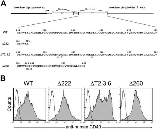 Figure 1. Generation of chimeric CD40 transgenic mice. (A) Schematic representation of the constructs used to generate transgenic mice expressing chimeric CD40 molecules consisted of the extracellular domain of the human CD40 and the transmembrane and varied cytoplasmic domains of murine CD40 under the MHC class II promoter control. Point substitutions are labeled by asterisks. Restriction enzyme site SalI has been inserted to connect 2 CD40 cytoplasmic tail fragments into the pDOI-5 vector. (B) Chimeric CD40 transgenic receptor expression on B220+ B cells were confirmed by FACS analysis. Filled histograms represented antihuman CD40 staining of the transgenic receptor; open histograms, the isotype control.